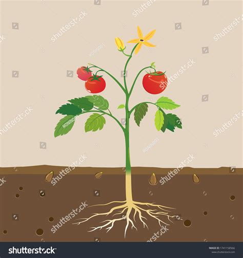Vector Diagram Showing Parts Of Plant Royalty Free Stock Vector