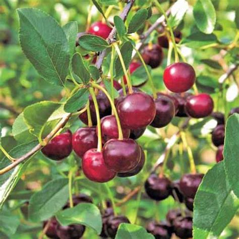 How To Grow And Care For Fruiting Cherry Trees Be Legendary Podcast