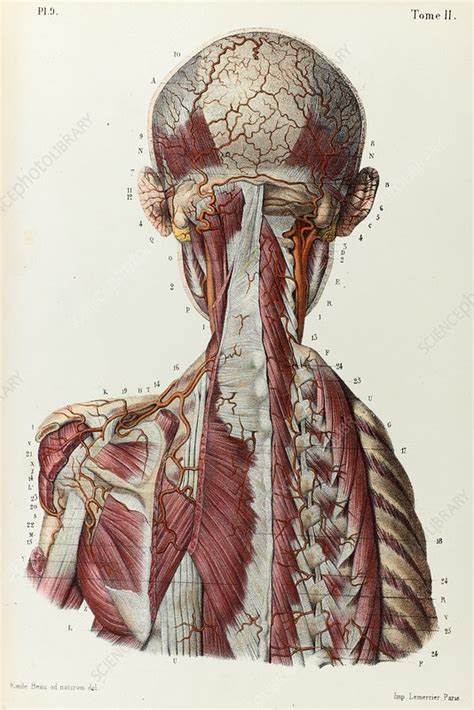 Anatomy Of Back Of Neck And Head Upper Cervical Spine Disorders