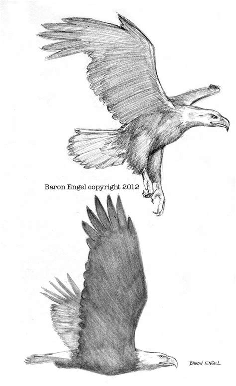 Eagles Bald Eagle Anatomy With New Of Bald Eagle Anatomy Animal