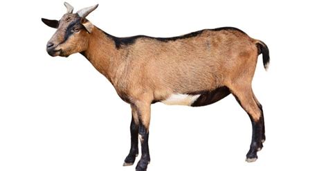Goat Animal Facts Az Animals