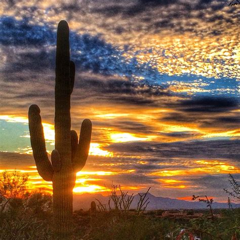 Saguaros Cactus At Sunset Tucson Arizona Arizona Landscape Desert