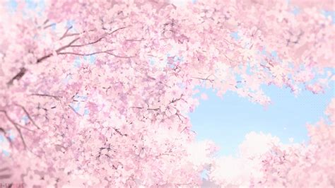 Aggregate More Than Anime Cherry Blossom Gif Latest In Duhocakina