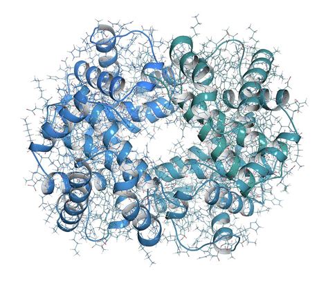 Haemoglobin Protein Molecule Photograph By Molekuul Science Photo