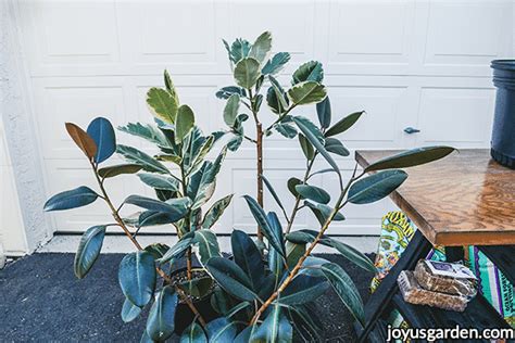 Infrequently, only when soil is dry 1.5 to 2 inches below the surface temperature range: How to Repot Rubber Plants (Ficus Elastica) Plus the Soil ...