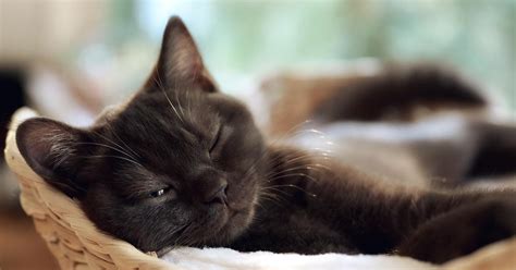 میزان خواب در گربه ها ساعت خواب گربه علت خواب زیاد گربه ها پتیا