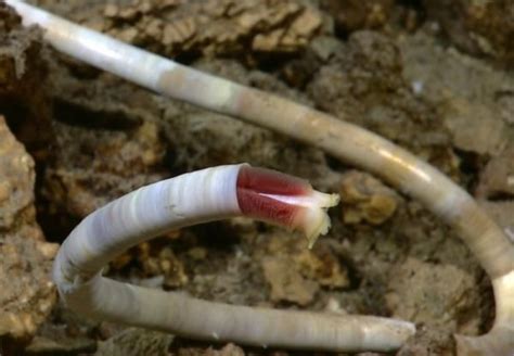 Weird Deep Sea Worms Discovered In Caribbean Live Science