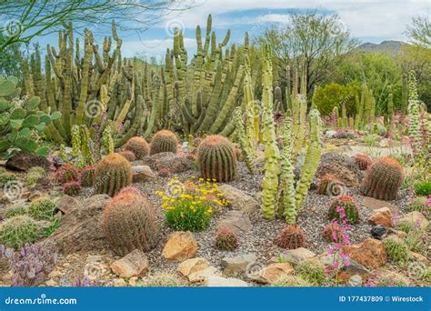 Mixed Cacti In The Desert Stock Image Image Of Blue 177437809
