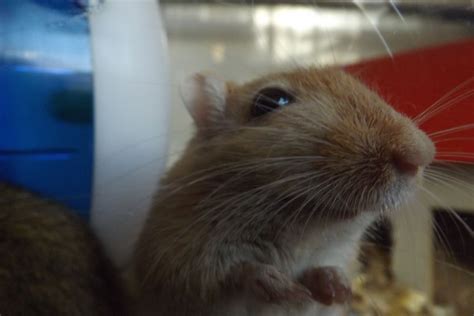 He Is So Cute Its A Gerbil One Of The Most Sweet Animals I Think