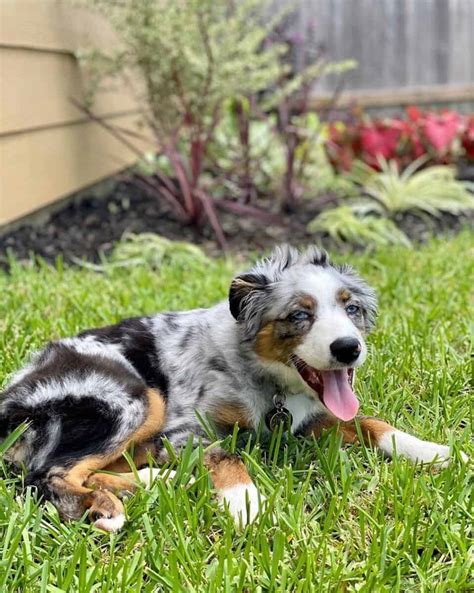 Toy Australian Shepherd Breed Info Pictures Traits And Facts