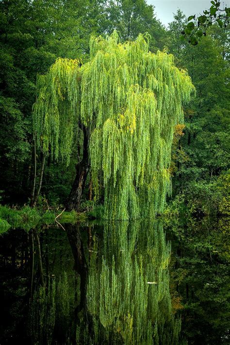 Pin By 🌸chris M🌸 On Trees Weeping Willow Weeping Willow