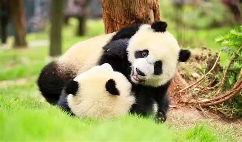 Panda Mom And Baby Photos Images Giant Panda Pictures