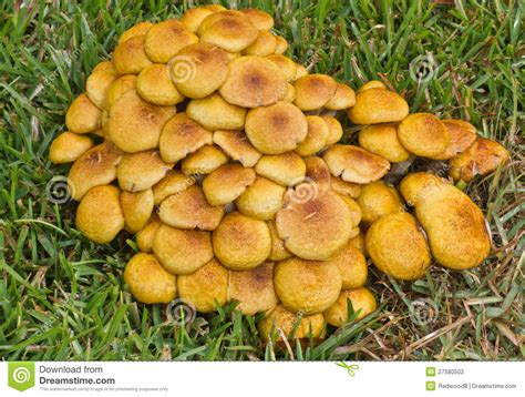 Cluster Mushrooms Stock Photography Image 27580502