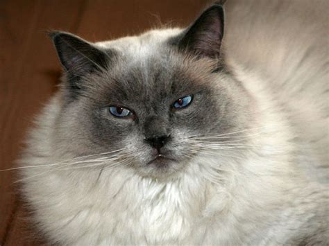 8 blue eyed cat breeds. 61 best images about = ^ . . ^ = CATS - (BLUE EYES ...