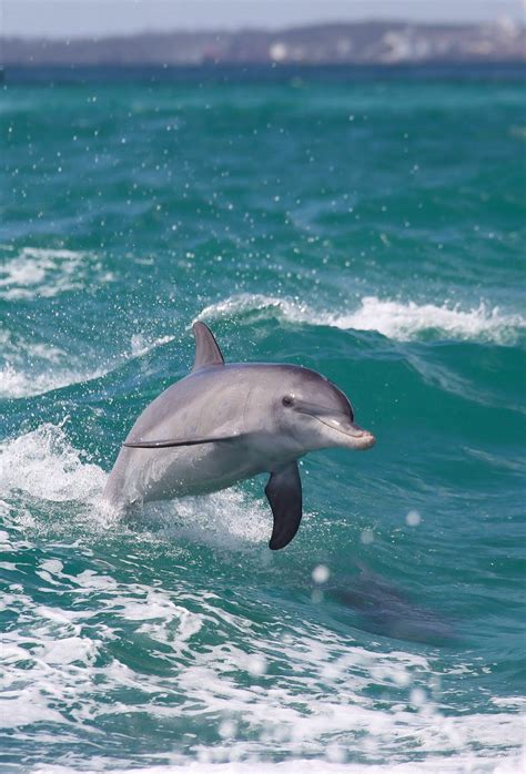 Oceanic Smile Dolphins Underwater Animals Ocean Animals