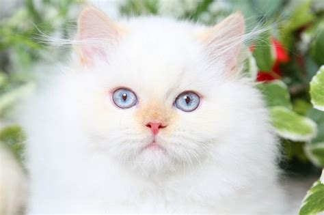 If both parent cats are definitely diluted (blue, cream or blue cream), the offspring cannot be a flame point. Himalayan KittensSuperior Quality Persian & Himalayan ...