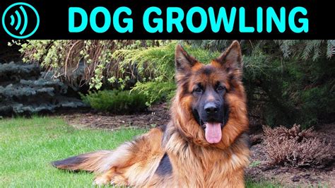 Dog Growling Sound Effect Big German Shepherd Dog