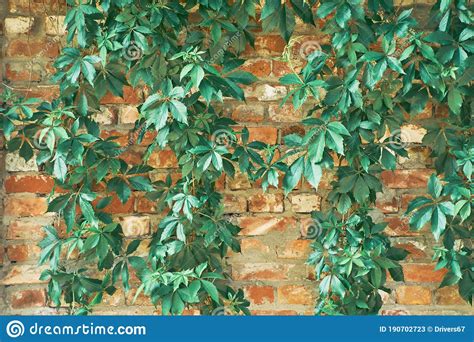 The Green Creeper Plant On A Brick Wall Background Stock Image Image