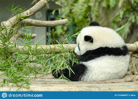 Cute Giant Panda Eating Green Bamboo Leaves Stock Image Image Of
