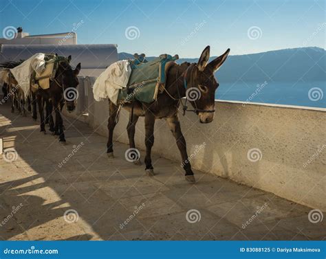 Traditional Greek Donkeys In Oia On Santorini Island In Greece Stock