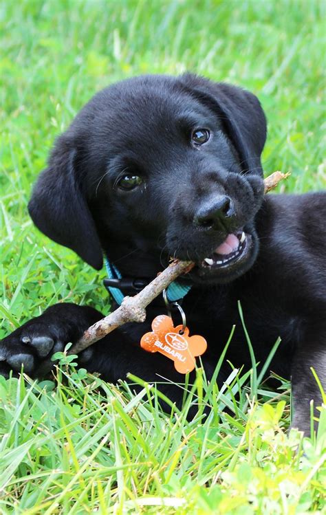 Best 25 Black Lab Puppies Ideas On Pinterest Lab