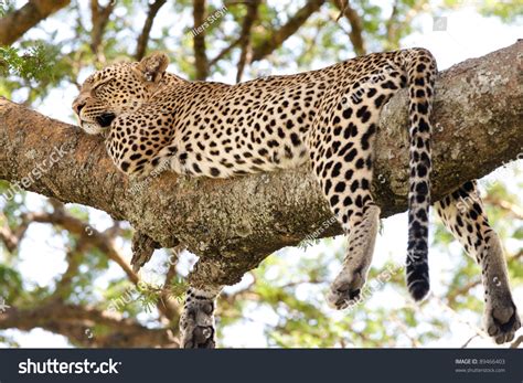 An Adult Female Leopard Sleeping On A Tree Branch In The Serengeti