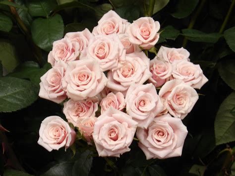 Pink Majolica Spray Roses All Year Light Pink Flowers Pinterest