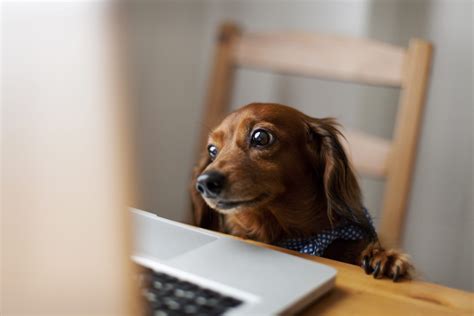 Funny Photos Of Dogs Working From Home Readers Digest