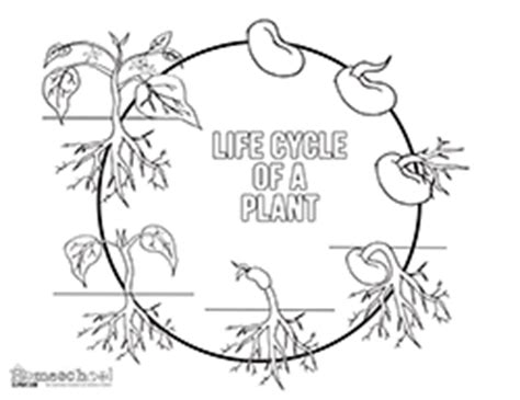 Bean Plant Life Cycle Coloring Page Coloring Pages