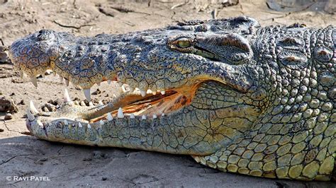 Crocodiles Dont Have Scales On Their Faces Instead They Have A Thick