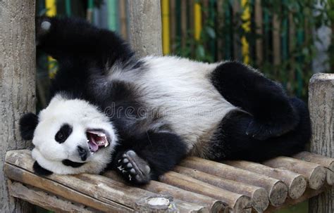 Panda In Malaysia National Zoo Stock Photo Image Of Nature Spot