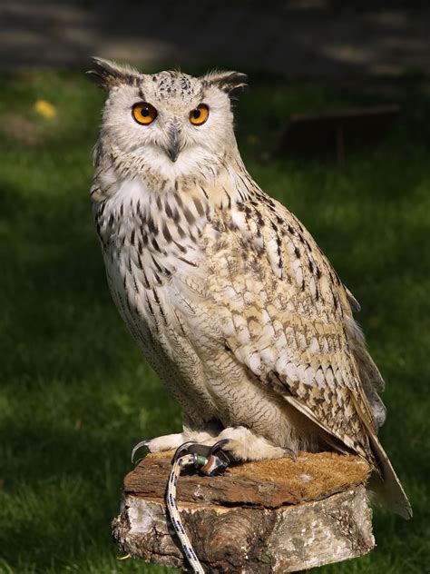 50 Amazing Owls Photos · Pexels · Free Stock Photos