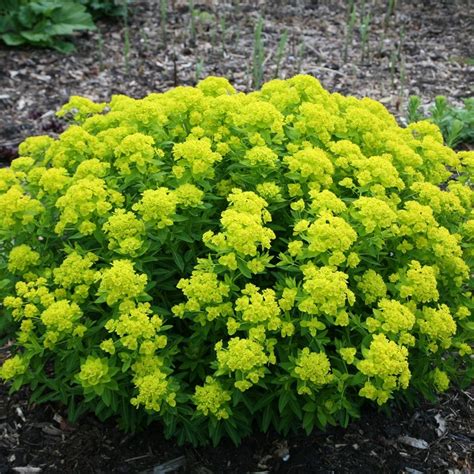 Buy Spurge Euphorbia Palustris Delivery By Waitrose Garden In