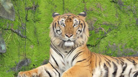 Update Imagen Tiger Background Video Thptletrongtan Edu Vn