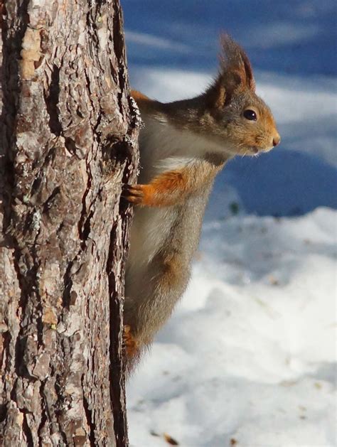Squirrel Photo Taken In Norway Kjersti Nybakke Flickr