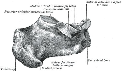Figure Calcaneus Medial Surface Talus Sustentaculum Tali Flexor