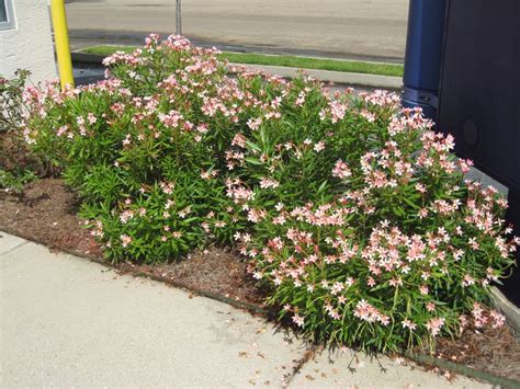 Nerium Oleander ‘petite Pink Petite Pink Oleander Plants Front