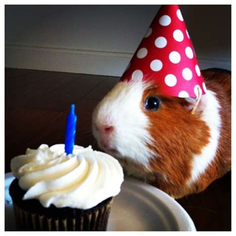 32 Ridiculously Happy Animals Celebrating Their Birthday Happy
