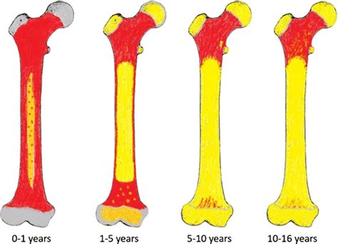 Long Bone Diagram Red Marrow Ppt Human Biology Chapter 20 Support