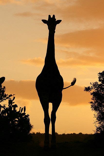 1000 Images About Giraffe Love On Pinterest Giraffes Giraffe Print
