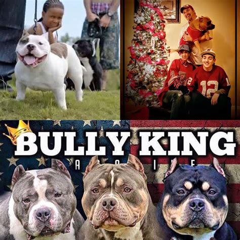Tips To Avoid Being Ripped Off When Buying An American Bully Bully King Magazine