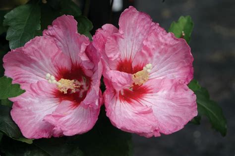 Rose Of Sharon How To Grow And When To Prune Hgtv