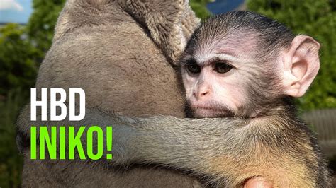Iniko The Orphan Patas Monkey Turns 1 At Rosamond Ford Zoo Youtube