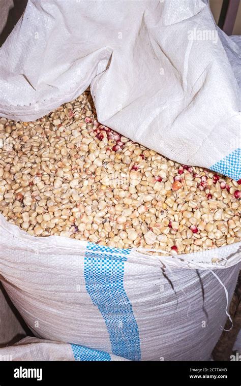Maize Zea Mays Plant Harvested And Being Stored In White Bags Uganda