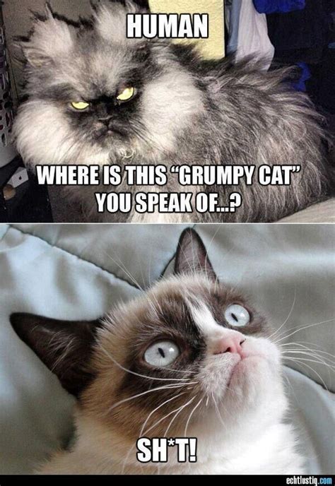 Funny Grumpy Cat Memes Cute Jokes Grumpy Cat Humor