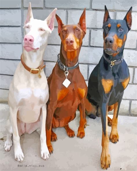 Aesthetics Doberman Dogs Paint By Numbers Canvas Paint By Numbers