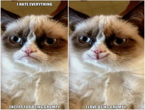 Cat Meme Quote Funny Humor Grumpy 16 Wallpapers Hd Desktop And