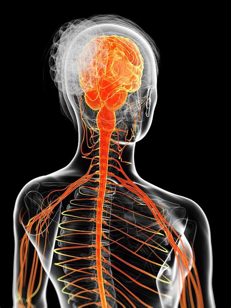 Female Nervous System Photograph By Sebastian Kaulitzki Pixels