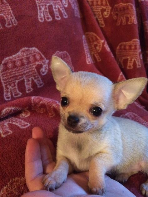 One Of My Pups For Sale Chihuahua Breeds Chihuahua Baby Chihuahua