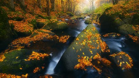 Earth Stream Covered Rock With Dry Leaves Hd Nature Wallpapers Hd